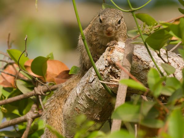 <h3><a href="/trips/gambia/biota/animalia/chordata/mammalia/rodentia/sciuridae/heliosciurus gambianus/heliosciurus gambianus-nl.html">Heliosciurus&nbsp;gambianus</a> / Gambian&nbsp;sun&nbsp;squirrel / </h3>OM-1 Mark II met OLYMPUS M.150-400mm F4.5, 1/2000 sec  bij F4.5, ISO 1000, afstand 8.93&nbsp;m
